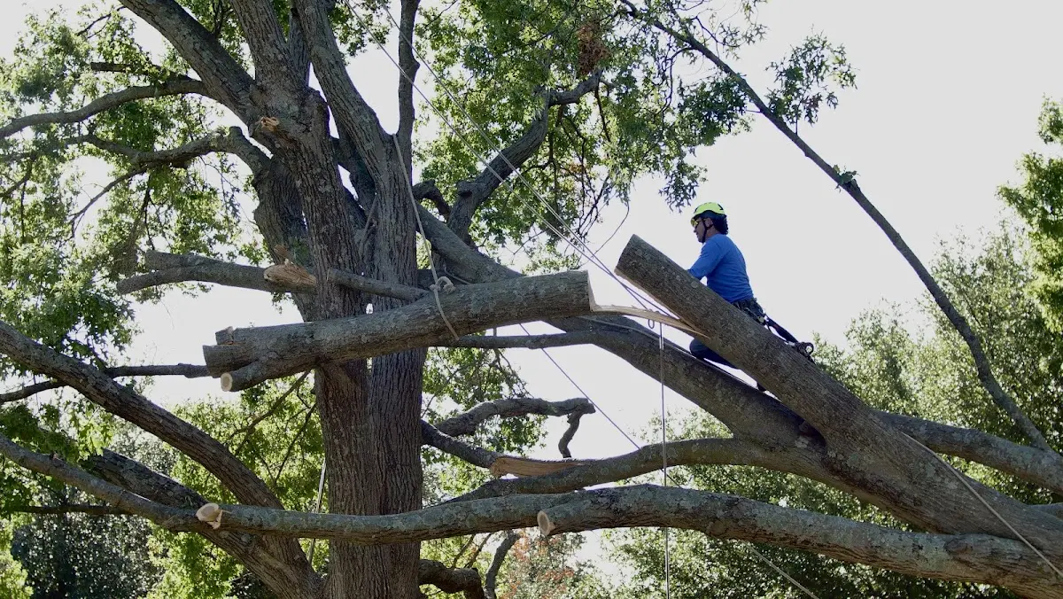 Professional Hazardous Tree Removal performed by certified arborists in Hot Springs National Park