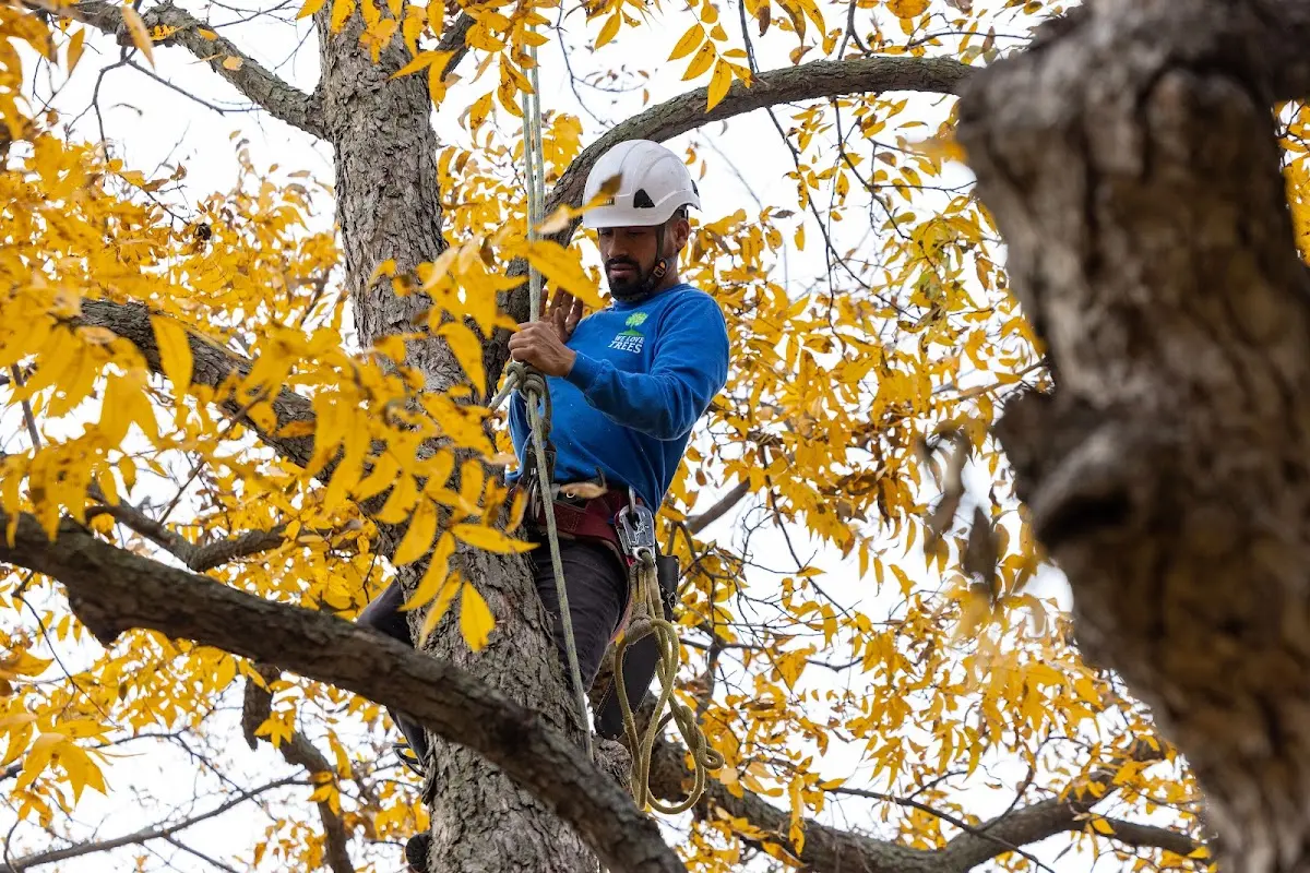 Skilled Tree Pruning crew working in Hot Springs National Park