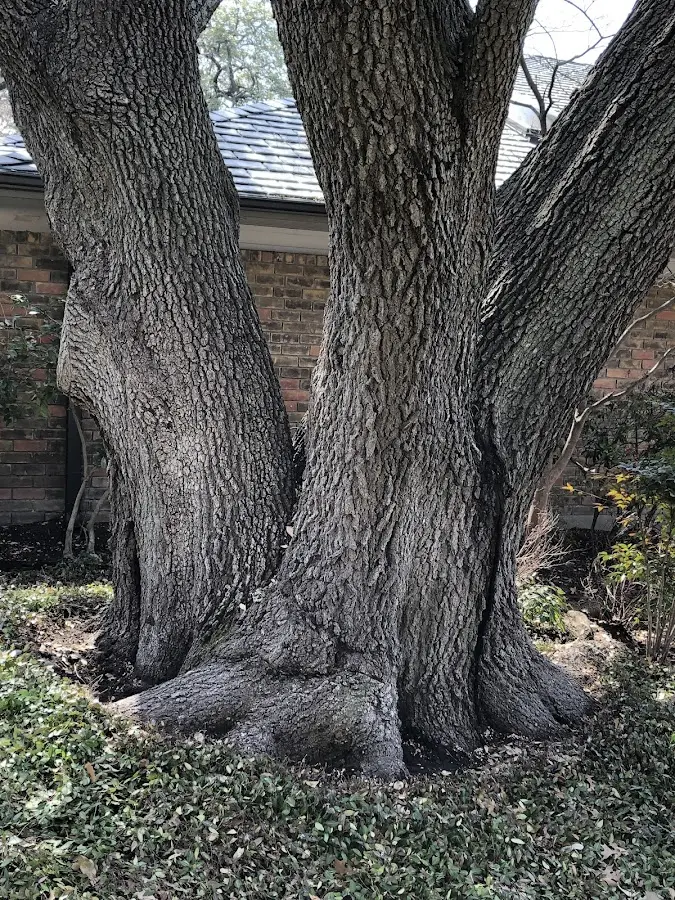 Mature heritage tree close to a Hot Springs National Park property cared for by certified arborists